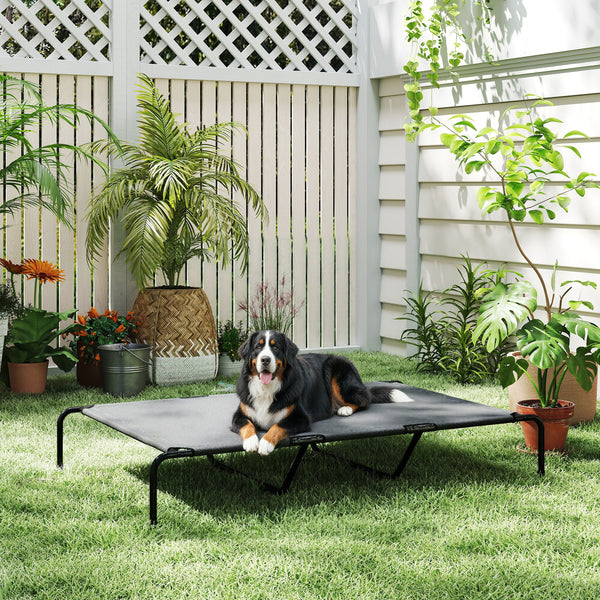 Bernese Mountain Dog on the gray elevated cot on a lawn