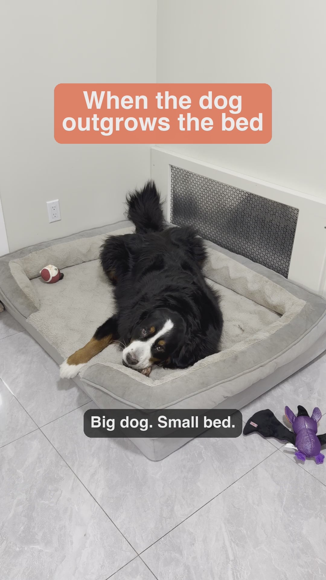 Video: Bernese mountain dog outgrows a small bed, then rests on a 47 × 24 in light blue quilted dog bed