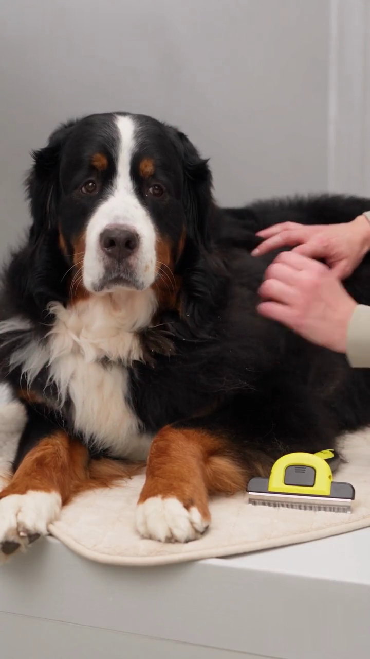 AI-generated brand scene: Waffle beside the yellow deshedding comb. Illustration, not a product performance test.